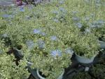 ������u���[�f�[�W�[