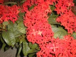 �T���^���J