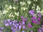 ���l�V�A